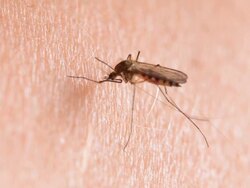 Mosquito Stock Footage