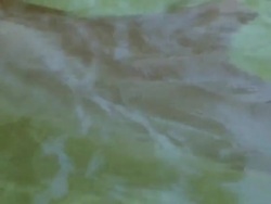 Kahala Dolphins Stock Footage