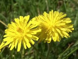 HD: Yellow flower Stock Footage