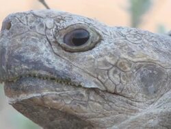 ECU Shot of large tortoise face  / Central Kalahari Game Reserve, Botswana Stock Footage