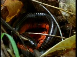 CU Millipedes coiled up and stacked one on top of the other, Kenya, Africa Stock Footage
