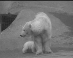 BABY POLAR BEAR News Clip