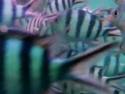 Diver feeding fish Stock Footage