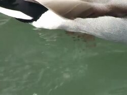 HD: Swimming duck Stock Footage