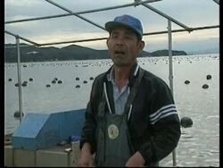 JAPAN: OYSTER DISEASE PUTS PEARL INDUSTRY UNDER THREAT News Clip