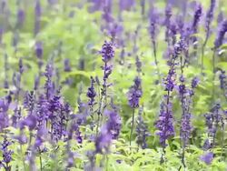 LS Lavender/xian,shaanxi,China Stock Footage