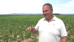 German farmers fear crisis as heatwave triggers drought Instructional Video