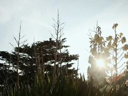 MS Shot of Beach flowers and reeds with low sun shining through creating slight sunflare / Ars Beach, Il de Re, France Stock Footage