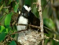 CU Fan tailed fly catcher arrives, feeds chicks then flies off Stock Footage