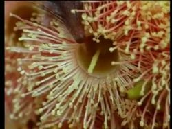 BCU Tongue of Australian Honey possum, Tarsipes spenserae,  drinking nectar from Eucalyptus torquata (Coral Gum), Tilt up to head Stock Footage