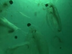 Endoscope view of swimming Daphnia in slow motion, clearly showing the cyclopean compound eyes.These rudimentary eyes which consists of 22 Ommatidia, can move through 150 degrees in the sagittal plane and 60 degrees in the horizontal plane. Stock Footage