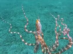MS TS Mimic octopus floating / Lembeh strait, Sulawesi, Indonesia  Stock Footage