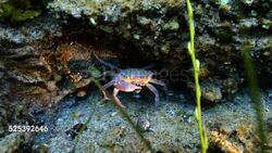 Underwater Crab Stock Footage