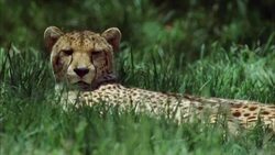 CU, New Zealand, Wellington Zoo, Cheetah lying in grass Stock Footage