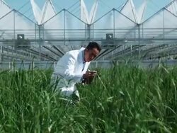 MS TU Man examining flora at a greenhouse / Salem, Utah, USA. Stock Footage