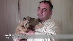 VOICED : Nace extrano hibrido de tigre y leon en zoologico de Rusia News Clip