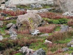 MS Shot of four ptarmigan walking on fall colored tundra / Idaho Springs, Colorado, United States Stock Footage