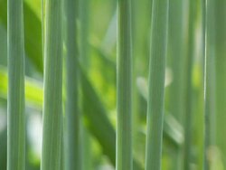 Grass Straw Blowing in the Wind Stock Footage