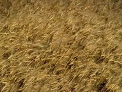 CU Shot of golden wheat / Webster, South Dakota, United States Stock Footage