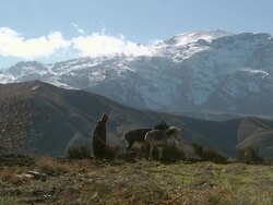 MS TS Shot of man leading two working mules through soil in front of atlas mountains / Marrakech, Tensift, Morocco  Stock Footage