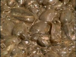 BCU High angle, Spadefoot Toad (Scaphiopus) tadpoles being exposed by drying out pool, USA Stock Footage