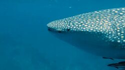 Whale Shark (Rhincodon types) and Cobia (Rachycentron canadum) swim together. The location is the Andaman Sea, Krabi, Thailand. This is a classic display of primal instinctive animal behavior. A symbiotic relationship that ensures their survival. Stock Footage