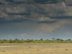 WS View of herd of animals on grasslands / Limpopo, South Africa Stock Footage