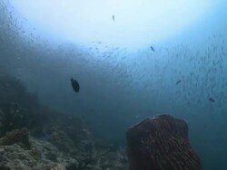 Huge shoal of fish over large hard coral, Southern Visayas, Philippines Stock Footage