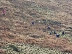 WS HA View of sex herb collectors at Himalayan mountains / Durma, Banke District, Nepal Stock Footage