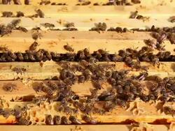 Beekeeper Okanagan Valley Stock Footage