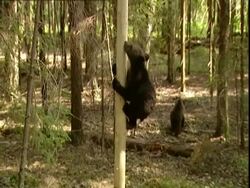 Brown bear (Ursus arctos) cub climbing pole, Russia Stock Footage