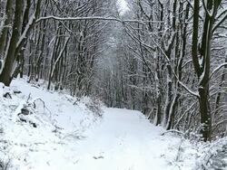  WS Heavy snow in forest landscape during winter / Saarburg, Rhineland-Palatinate, Germany Stock Footage