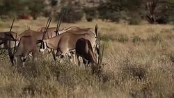 Gemsbok antelope Stock Footage