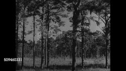 1937: NEW USE FOR SOUTHERN CROP: DOLLY (L) WS Southern Pine tree forest.   US Depression. Instructional Video