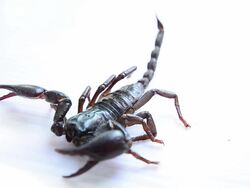 Scorpion Stock Footage