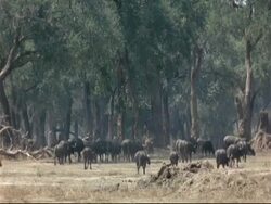 African Cape Buffalo (Syncerus caffer) - LS herd of buffalo walking away from camera, through woodland clearing, Mana Pools, Zimbabwe Stock Footage