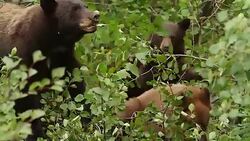 TS  shot of a black bear sow with cubs (Ursus americanus) eating hawthorn berries in a tree Stock Footage