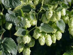 MS Shot of Hop cones in hop garden (Humulus lupulus) / Mainburg, Hallertau, Bavaria, Germany Stock Footage