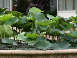 Lotus. Stock Footage