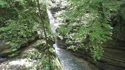 HD: Discovering The Forest Stock Footage