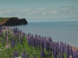 Lots of flower near the sea Stock Footage