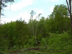 Wide shot. Slight pan left on feller buncher as it cuts and grabs a tree. The tree then falls to the ground. Stock Footage
