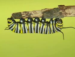 Monarch butterfly caterpillar Stock Footage