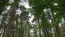 Stock shots of Sheffield Memorial Park and Serre Road Cemetery News Clip