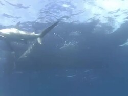 Blacktip Shark (Carcharhinus limbatus) Stock Footage