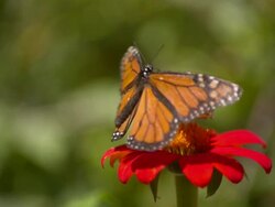 CU SLO MO Shot of Monarch and Julia Heliconian orange butterfly feeding together on red flower / Santa Barbara, California, United States Stock Footage
