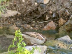 CU Shot of male house sparrow drinking water / Tel Aviv, Dan Metropolitan,Gush Dan, Israel Stock Footage