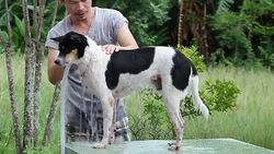 Man and dog do outdoor activities Stock Footage