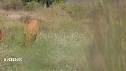 Cow Stock Footage