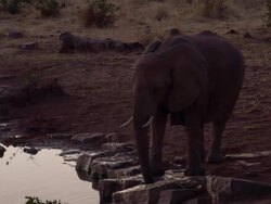 LS Elephant By The Waterhole At Dusk Stock Footage